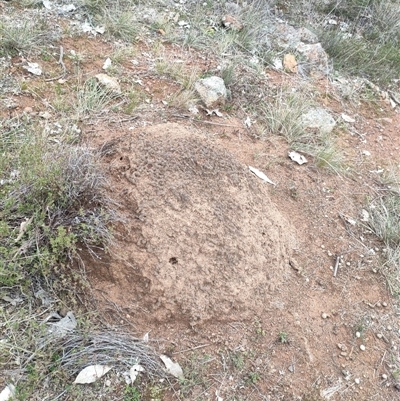 Nasutitermes exitiosus (Snouted termite, Gluegun termite) at Watson, ACT - 13 Jun 2024 by DonFletcher