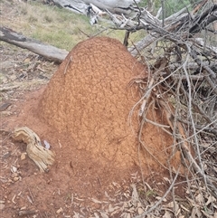 Nasutitermes exitiosus (Snouted termite, Gluegun termite) at Ainslie, ACT - 13 Jun 2024 by DonFletcher