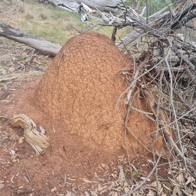 Nasutitermes exitiosus (Snouted termite, Gluegun termite) at Ainslie, ACT - 13 Jun 2024 by DonFletcher