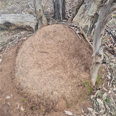 Nasutitermes exitiosus (Snouted termite, Gluegun termite) at Ainslie, ACT - 13 Jun 2024 by DonFletcher