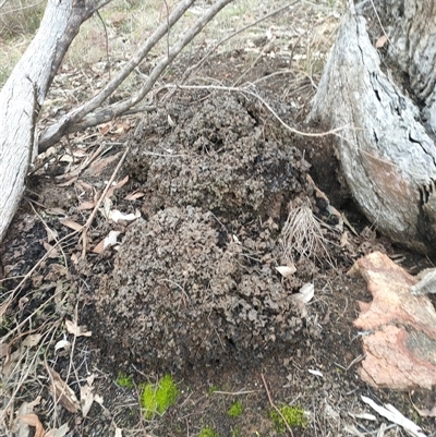 Nasutitermes exitiosus (Snouted termite, Gluegun termite) at Kenny, ACT - 13 Jun 2024 by DonFletcher