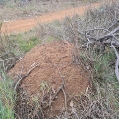 Nasutitermes exitiosus (Snouted termite, Gluegun termite) at Ainslie, ACT - 13 Jun 2024 by DonFletcher