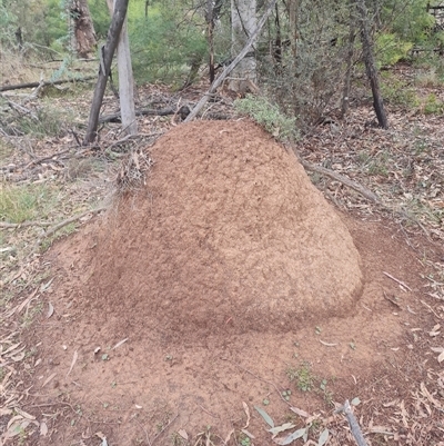 Nasutitermes exitiosus (Snouted termite, Gluegun termite) at Ainslie, ACT - 13 Jun 2024 by DonFletcher