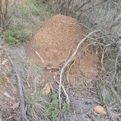 Nasutitermes exitiosus (Snouted termite, Gluegun termite) at Ainslie, ACT - 13 Jun 2024 by DonFletcher