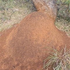 Nasutitermes exitiosus (Snouted termite, Gluegun termite) at Ainslie, ACT - 13 Jun 2024 by DonFletcher