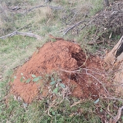 Nasutitermes exitiosus (Snouted termite, Gluegun termite) at Ainslie, ACT - 13 Jun 2024 by DonFletcher