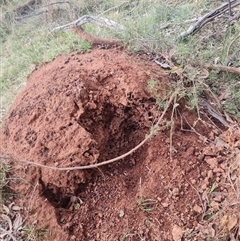 Nasutitermes exitiosus at Ainslie, ACT - suppressed