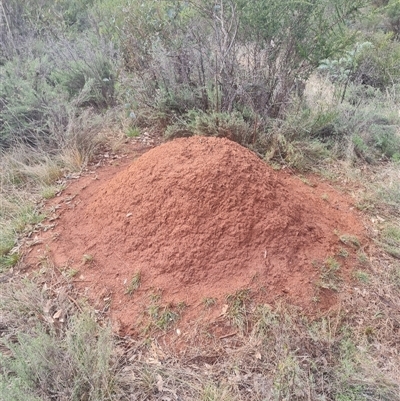 Nasutitermes exitiosus (Snouted termite, Gluegun termite) at Ainslie, ACT - 13 Jun 2024 by DonFletcher