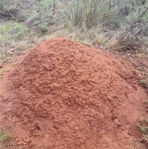 Nasutitermes exitiosus at Ainslie, ACT - suppressed