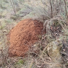 Nasutitermes exitiosus (Snouted termite, Gluegun termite) at Ainslie, ACT - 13 Jun 2024 by DonFletcher