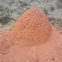 Nasutitermes exitiosus (Snouted termite, Gluegun termite) at Ainslie, ACT - 13 Jun 2024 by DonFletcher