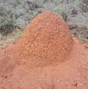 Nasutitermes exitiosus at Ainslie, ACT - suppressed