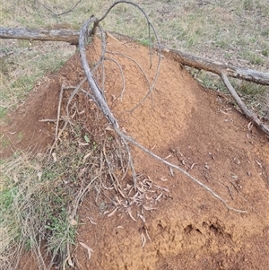 Nasutitermes exitiosus at Ainslie, ACT - suppressed