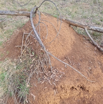 Nasutitermes exitiosus (Snouted termite, Gluegun termite) at Ainslie, ACT - 13 Jun 2024 by DonFletcher