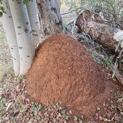 Nasutitermes exitiosus (Snouted termite, Gluegun termite) at Ainslie, ACT - 13 Jun 2024 by DonFletcher