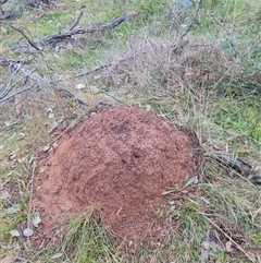 Nasutitermes exitiosus (Snouted termite, Gluegun termite) at Ainslie, ACT - 13 Jun 2024 by DonFletcher