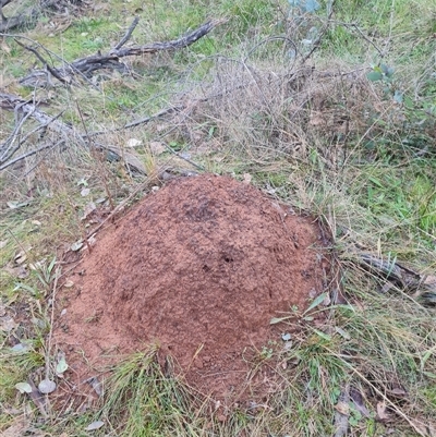 Nasutitermes exitiosus (Snouted termite, Gluegun termite) at Ainslie, ACT - 13 Jun 2024 by DonFletcher