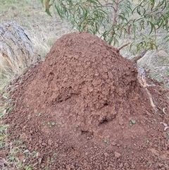 Nasutitermes exitiosus (Snouted termite, Gluegun termite) at Ainslie, ACT - 13 Jun 2024 by DonFletcher