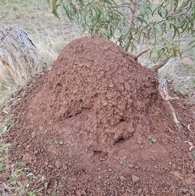 Nasutitermes exitiosus (Snouted termite, Gluegun termite) at Ainslie, ACT - 13 Jun 2024 by DonFletcher