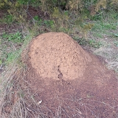 Nasutitermes exitiosus (Snouted termite, Gluegun termite) at Ainslie, ACT - 14 Jun 2024 by DonFletcher