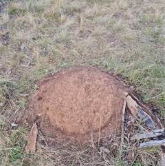 Nasutitermes exitiosus (Snouted termite, Gluegun termite) at Ainslie, ACT - 14 Jun 2024 by DonFletcher