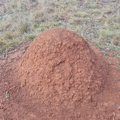 Nasutitermes exitiosus (Snouted termite, Gluegun termite) at Ainslie, ACT - 13 Jun 2024 by DonFletcher