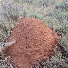 Nasutitermes exitiosus (Snouted termite, Gluegun termite) at Ainslie, ACT - 14 Jun 2024 by DonFletcher