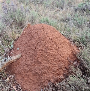 Nasutitermes exitiosus at Ainslie, ACT - suppressed