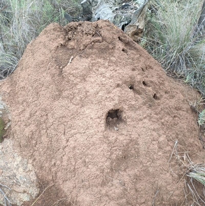 Nasutitermes exitiosus (Snouted termite, Gluegun termite) at Hackett, ACT - 13 Jun 2024 by DonFletcher