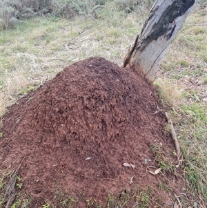 Nasutitermes exitiosus at Ainslie, ACT - 14 Jun 2024