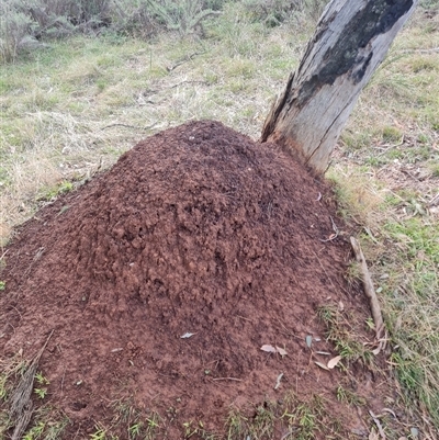 Nasutitermes exitiosus (Snouted termite, Gluegun termite) at Ainslie, ACT - 13 Jun 2024 by DonFletcher