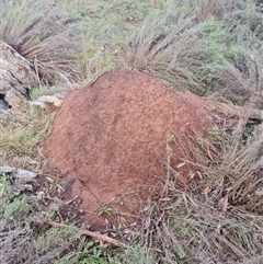 Nasutitermes exitiosus (Snouted termite, Gluegun termite) at Ainslie, ACT - 14 Jun 2024 by DonFletcher