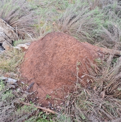 Nasutitermes exitiosus (Snouted termite, Gluegun termite) at Ainslie, ACT - 14 Jun 2024 by DonFletcher