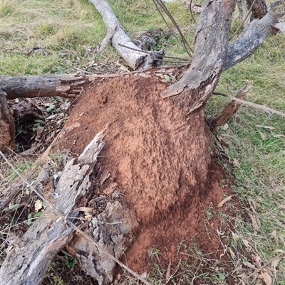 Nasutitermes exitiosus (Snouted termite, Gluegun termite) at Ainslie, ACT - 13 Jun 2024 by DonFletcher