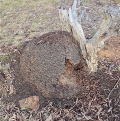 Nasutitermes exitiosus (Snouted termite, Gluegun termite) at Ainslie, ACT - 13 Jun 2024 by DonFletcher