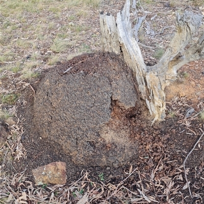 Nasutitermes exitiosus (Snouted termite, Gluegun termite) at Ainslie, ACT - 13 Jun 2024 by DonFletcher