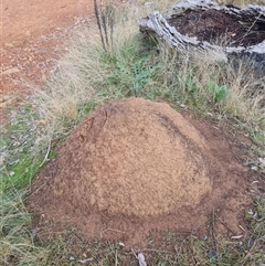 Nasutitermes exitiosus (Snouted termite, Gluegun termite) at Ainslie, ACT - 14 Jun 2024 by DonFletcher
