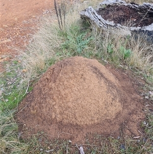 Nasutitermes exitiosus at Ainslie, ACT - suppressed