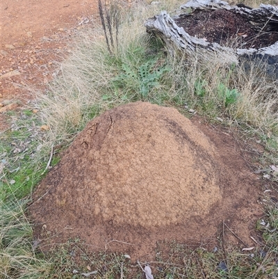 Nasutitermes exitiosus (Snouted termite, Gluegun termite) at Ainslie, ACT - 13 Jun 2024 by DonFletcher