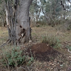 Nasutitermes exitiosus (Snouted termite, Gluegun termite) at Pialligo, ACT - 13 Jun 2024 by DonFletcher