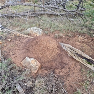 Nasutitermes exitiosus at Ainslie, ACT - suppressed