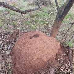 Nasutitermes exitiosus (Snouted termite, Gluegun termite) at Ainslie, ACT - 13 Jun 2024 by DonFletcher