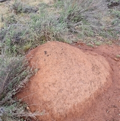 Nasutitermes exitiosus (Snouted termite, Gluegun termite) at Ainslie, ACT - 14 Jun 2024 by DonFletcher