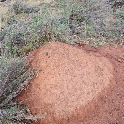 Nasutitermes exitiosus (Snouted termite, Gluegun termite) at Ainslie, ACT - 13 Jun 2024 by DonFletcher