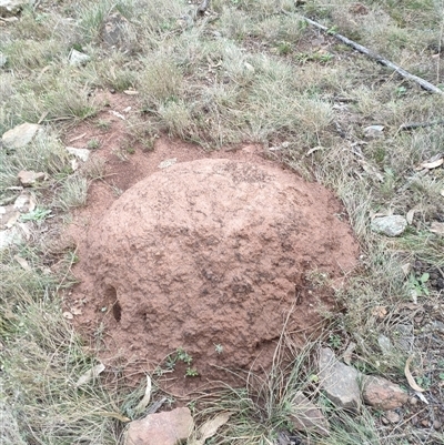 Nasutitermes exitiosus (Snouted termite, Gluegun termite) at Watson, ACT - 14 Jun 2024 by DonFletcher