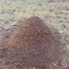 Nasutitermes exitiosus (Snouted termite, Gluegun termite) at Ainslie, ACT - 13 Jun 2024 by DonFletcher