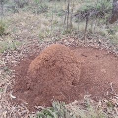 Nasutitermes exitiosus (Snouted termite, Gluegun termite) at Ainslie, ACT - 13 Jun 2024 by DonFletcher