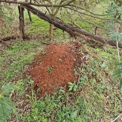 Nasutitermes exitiosus (Snouted termite, Gluegun termite) at Ainslie, ACT - 13 Jun 2024 by DonFletcher