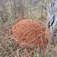 Nasutitermes exitiosus (Snouted termite, Gluegun termite) at Ainslie, ACT - 14 Jun 2024 by DonFletcher