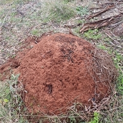 Nasutitermes exitiosus (Snouted termite, Gluegun termite) at Ainslie, ACT - 13 Jun 2024 by DonFletcher